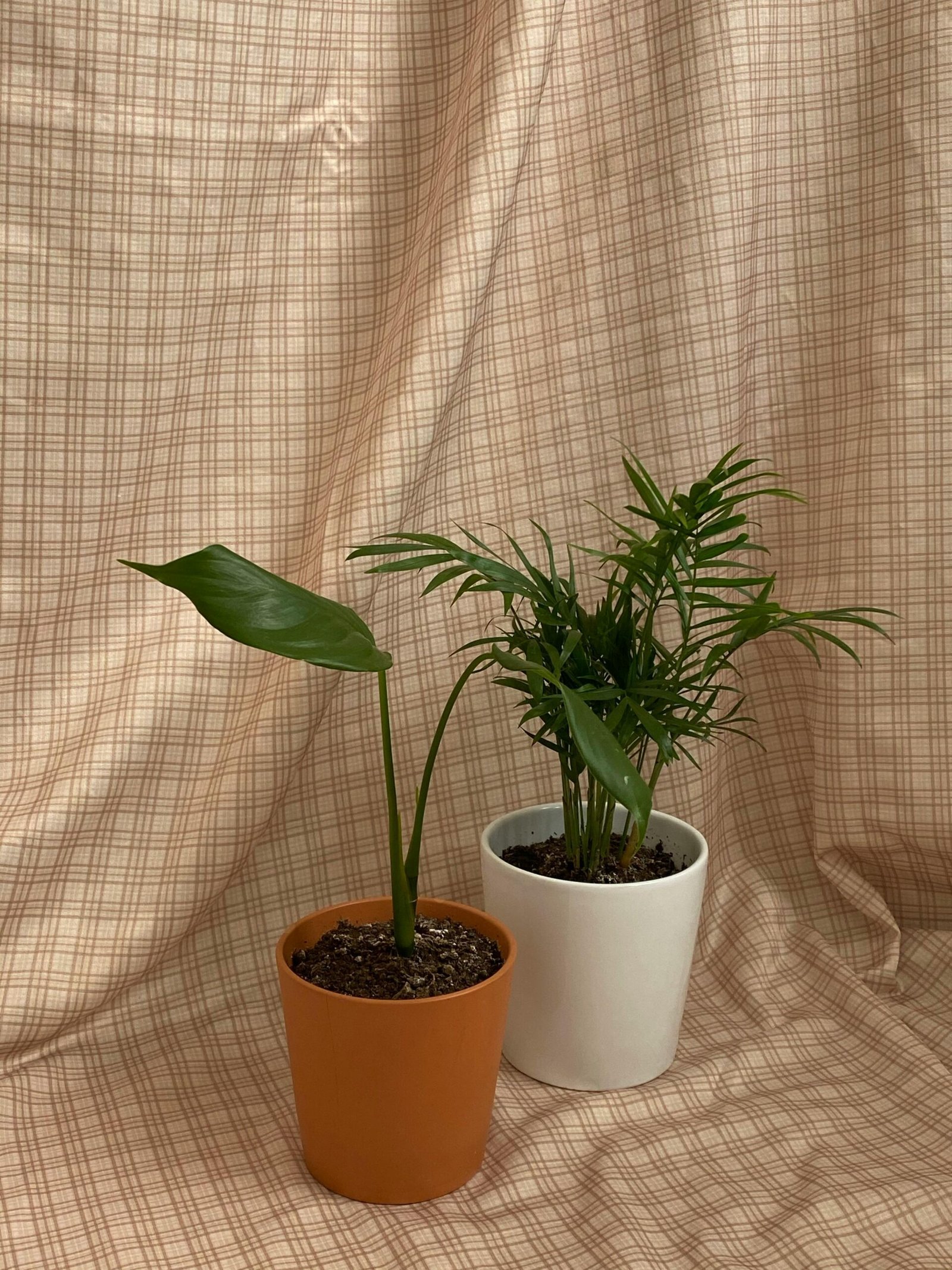 Two potted houseplants set against a beige checked drape for a still life composition.